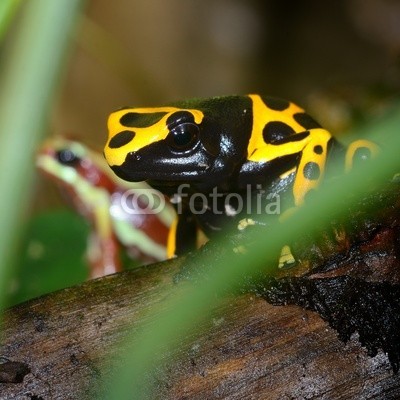 Aleksey Stemmer, Colorful frog in terrarium (Wunschgröße, Fotografie, Photografie, Nahaufnahme, Natur, Amphibie, Frosch, Baumfrosch, Arztpraxis, Bad, schwarz / gelb)
