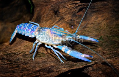 Aleksey Stemmer, colourful australian blue crayfish - cherax quadricarinatus (Wunschgröße, Fotografie, Photografie, Natur, Nahaufnahme, Krebstier, Flusskrebs, Arztpraxis, Bad, blau / braun)