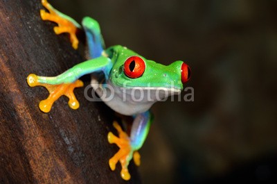 Aleksey Stemmer, red-eye frog  Agalychnis callidryas in terrarium (frosch, grün, amphibie, rot, natur, tier, baum, gerötete augen, tropisch, verfärbt, regenwald, wald, regen, pflanze, bunt, wild, wildlife, leaf, costa, hübsch, klima, frosch, tier, süden, art, hell, eyed, sumpf, schöner, tropics, niemand, naturschut)