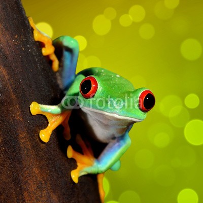 Aleksey Stemmer, red-eye frog  Agalychnis callidryas in terrarium (frosch, grün, amphibie, rot, natur, tier, baum, gerötete augen, tropisch, verfärbt, regenwald, wald, regen, pflanze, bunt, wild, wildlife, leaf, costa, hübsch, klima, frosch, tier, süden, art, hell, eyed, sumpf, schöner, tropics, niemand, naturschut)