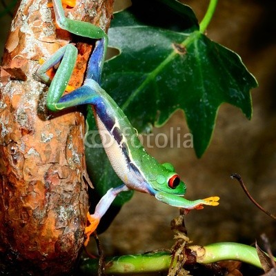 Aleksey Stemmer, red-eye tree frog  Agalychnis callidryas in terrarium (frosch, grün, amphibie, rot, natur, tier, baum, gerötete augen, tropisch, verfärbt, regenwald, wald, regen, pflanze, bunt, wild, wildlife, leaf, costa, hübsch, klima, frosch, tier, süden, art, hell, eyed, sumpf, schöner, tropics, niemand, naturschut)