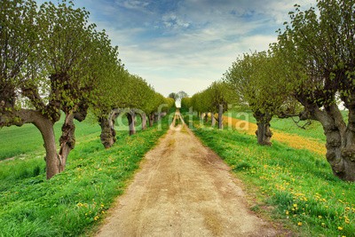 AlexanderLrs, Allee (mai, gelb, grün, frühling, frühling, frisch, neu, landschaft, feld, wiese, feld, gasse, pusteblume, corn, laufen, jogger, sport, bewegun)