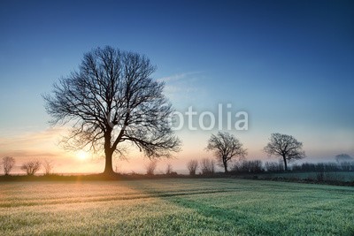 AlexanderLrs, Sonnenaufgang (morgens, frühe, october, november, kalt, frisch, herbst, licht, sunrise, sonnenuntergänge, landschaft, schleswig-holstein, feld, wiese, straßen, landstraße, feld, baum, nebel, frühling, frühling, sonn)