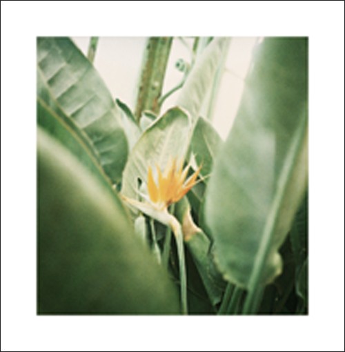 Alexandre BIBAUT, Serres 8, 2008 (Gewächshaus, botanischer Garten, Papgeienblume, blüte, exotisch, Pflanzen, Fotokunst, Treppenhaus, Wohnzimmer, bunt)
