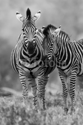 Alta Oosthuizen, Zebra mare and foal standing close together in bush for safety a (wachsam, aufmerksam, reiflich, schutz, afrika, zebra, safarie, wildlife, säugetier, tier, schwarz, wild, mustern, weiß, natur, gestreift, 2, equus, streife, stehendes, streife, elegant, kopf, pflanzenfresser, mähne, schöner, genick, naturschutz, paa)