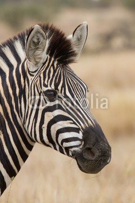 Alta Oosthuizen, Zebra portrait in nature lovely detail soft light (zebra, afrika, wild, wildlife, portrait, gestreift, tier, natur, safarie, equus, weiß, schwarz, kopf, wildnis, säugetier, mustern, streife, pflanzenfresser, textur, close-up, fauna, nase, draußen, gesicht, schließen, mähne, spiel, streife, genic)