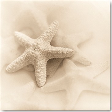 Alan Blaustein, Il Oceano No. 1 (Fotokunst, Seestern,  Meerestiere, Meer, Meeresbrise, Nahaufnahme, Badezimmer, Wunschgröße, sandfarben)