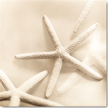 Alan Blaustein, Il Oceano No. 2 (Fotokunst, Seestern,  Meerestiere, Meer, Meeresbrise, Nahaufnahme, Badezimmer, Wunschgröße, sandfarben)