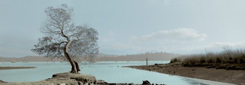 Alan Blaustein, Lagoon Oak Tree (Fotografie, Landschaft, Eiche, Baum, Lagune, Einsamkeit, Wohnzimmer, Treppenhaus, Wunschgröße,  bunt)