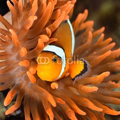 Aleksey Stemmer, clownfish in marine aquarium (Wunschgröße, Fotografie, Photografie, Natur, Nahaufnahme, Aquarium, Salzwasser, Korallen, Seeanemonen, Tentakeln, Clownfisch, Nemo, Wellness, Bad, Arztpraxis, bunt)