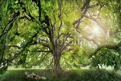 AlexanderLrs, Kastanien Baum (crown, baum, frühling, sommer, grün, maronen, bejahrt, groß, baumstamm, blatt, laub, holz, wal)