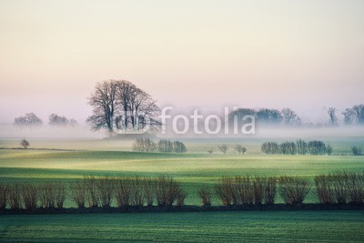 AlexanderLrs, Knicklandschaft (schleswig-holstein, frühe, morgens, nebel, feld, wiese, feld, baum, grün, frühling, knicken, landschaf)