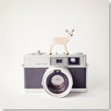 Susannah Tucker Photography, Deer & Vintage Camera (Kamera, Fotoapperat, vintage, retro, Reh, Spielfigur, Schleichtier, Komposition, Fotokunst, Fotostudio, Wohnzimmer, Treppenhaus, Wunschgröße, bunt)