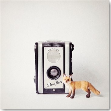 Susannah Tucker Photography, Fox & Vintage Camera (Kamera, Fotoapperat, Kodak, Duaflex, vintage, retro, Fuchs, Spielfigur, Schleichtier, Komposition, Fotokunst, Fotostudio, Wohnzimmer, Treppenhaus, Wunschgröße, bunt)