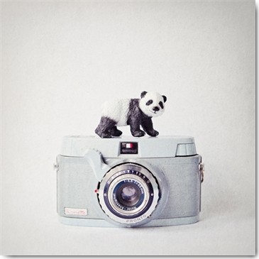 Susannah Tucker Photography, Panda & Vintage Camera (Kamera, Fotoapperat, vintage, retro, Panda, Bär, Spielfigur, Schleichtier, Komposition, Fotokunst, Fotostudio, Wohnzimmer, Treppenhaus, Wunschgröße, schwarz/weiß)