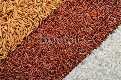 amenic181, rice in each milling step ( three kinds of rice) (trocken, mahlzeit, reif, ernte, ost, bauernhof, asien, thai, samen, lang, rice, essen, samenkorn, weiÃŸ, braun, schlieÃŸen, fasern, reisfeld, ashtray, gelb, abendessen, gesundheit, natur, eating, cereal, chinese, geÃ¤dert, gesund, cooking, dietary, ernte)