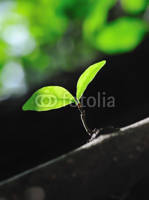 amenic181, Young leaves growing from bud. nature background (knospe, neu, baum, soil, life, leaf, bauernhof, stengel, samen, wurzel, landen, grÃ¼n, klein, jung, gruppe, pflanze, frisch, wasser, frÃ¼hling, spriessen, jahreszeit, wald, garten, growth, verzweigt, natur, boden, botanik, konzept, anbauend, Ã¶kologi)