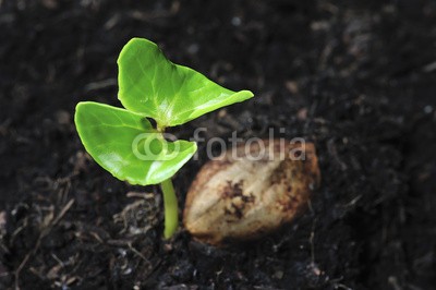 amenic181, young plant growing from seed (ackerbau, baby, anfang, botanik, knospe, konzept, staat, cultivated, dreck, Ã¶kologie, environmental, bauernhof, wald, frisch, garten, garten-ringelblume, grÃ¼n, boden, gruppe, anbauend, growth, landen, leaf, life, natur, neu, eins, pflanze, wurze)