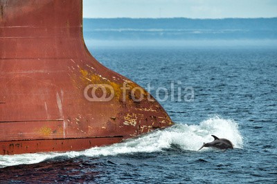 Andrea Izzotti, dolphin jumping over ship prow (delphine, springen, sprung, meer, wild, ozean, wasser, blau, natur, tier, life, tier, navy, himmel, schlau, schwimmflossen, platsch, malediven, mexiko, sommer, sonne, springen, spaß, welle, tropisch, freudig, freude, schwanz, schwimmer, wal, lächel)