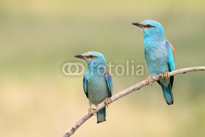 andreanita, A pair of Eurasian Rollers sitting together on a branch (walze, eurasisch, europäisch, vögel, tier, wildlife, fauna, natur, aviär, vogelkunde, federn, wild, wildnis, verfärbt, verfärbt, bunt, bunt, vorderansicht, 2, zusammen, paar, paar, sitzend, verzweigt, erziehung, ungarn, europ)