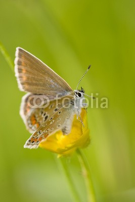 andreanita, Alpine Heath on a flower (alpine, schmetterling, schmetterling, schmetterlinge, insekt, insekt, wildlife, fauna, natur, wild, wildnis, verfärbt, verfärbt, bunt, bunt, eins, close-up, close-up, schließen, makro, vorderansicht, blume, draußen, staat, landschaft, umwelt, umwelt)