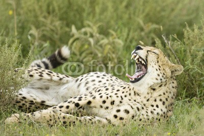 andreanita, Cheetah portrait lying in grass. (gepard, katze, katze, säugetier, horizontale, natur, räuber, räuber, wild, wildlife, erziehung, fleischfresser, umwelt, umwelt-, natürlich, kräfte, wildnis, pelz, savage, katzen, haare, haarig, afrika, portrait, schließen, close-up, close-up, lyin)