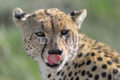 andreanita, Cheetah portrait (gepard, katze, katze, säugetier, säugetier, horizontale, natur, räuber, räuber, wild, wildlife, erziehung, fleischfresser, fleischfresser, umwelt, umwelt-, natürlich, kräfte, wildnis, pelz, savage, katzen, haare, haarig, afrika, portrait, schließe)