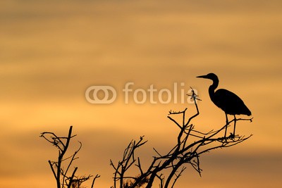 andreanita, Grey Heron in treetop with sunset. (graureiher, fischreiher, fischreiher, reiher, vögel, vögel, tier, tier, wildlife, fauna, natur, aviär, vogelkunde, federn, federn, wild, wildnis, watvogel, watvogel, verfärbt, farb, verfärbt, farb, bunt, bunt, seitenansicht, sonnenuntergänge, sunris)