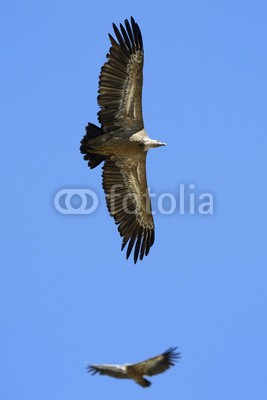 andreanita, Griffon Vulture flying against sky and one in background (geier, vögel, tier, wildlife, fauna, natur, aviär, vogelkunde, federn, wild, wildnis, verfärbt, verfärbt, bunt, bunt, aasfresser, fliege, flug, fliegender, hintergrund, unterseite, spanien, pyrénée)