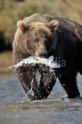 andreanita, Grizzly Bear catching a salmon. (grizzly, grizzly bär, bär, bär, braunbär, fleischfresser, essen, abend, fauna, fisch, fischfang, säugetier, säugetier, wildlife, tier, tier, wild, wildnis, natur, ökologie, ökotourismus, nord, räuber, räuber, fleischfresser, omnivore, braunbä)