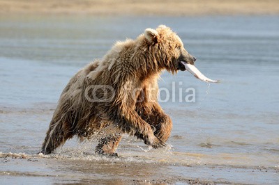 andreanita, Grizzly Bear fishing in coastal waters (grizzly, grizzly bär, bär, bär, braunbär, fleischfresser, essen, abend, fauna, fisch, fischfang, säugetier, säugetier, wildlife, tier, tier, wild, wildnis, natur, ökologie, ökotourismus, nord, räuber, räuber, fleischfresser, omnivore, braunbä)