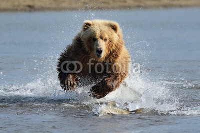 andreanita, Grizzly Bear jumping at fish (grizzly, grizzly bär, bär, bär, braunbär, fleischfresser, essen, abend, fauna, fisch, fischfang, säugetier, säugetier, wildlife, tier, tier, wild, wildnis, natur, ökologie, ökotourismus, nord, räuber, räuber, fleischfresser, omnivore, braunbä)