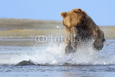 andreanita, Grizzly Bear jumping on fish (grizzly, grizzly bär, bär, bär, braunbär, fleischfresser, essen, abend, fauna, fisch, fischfang, säugetier, säugetier, wildlife, tier, tier, wild, wildnis, natur, ökologie, ökotourismus, nord, räuber, räuber, fleischfresser, omnivore, braunbä)