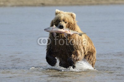 andreanita, Grizzly Bear with caught salmon (grizzly, grizzly bär, bär, bär, braunbär, fleischfresser, essen, abend, fauna, fisch, fischfang, lachs, säugetier, säugetier, wildlife, tier, tier, wild, wildnis, natur, ökologie, ökotourismus, nord, räuber, räuber, fleischfresser, omnivor)