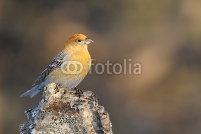 andreanita, Grosbeak sitting on a stomp (aves, vögel, vögel, fink, fink, sperlingsvögel, gefieder, winter, baum, schnee, schneeflocke, männlich, erwachse)