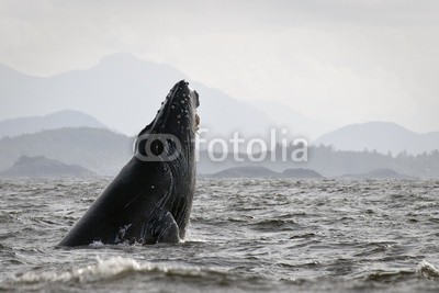 andreanita, Humback whale (Megaptera novaeangliae) breaching. (buckliger, wal, bresche, wasser, ozean, oceanic, säugetier, navy, meeressäuger, berg, küste, küste, auge, british columbia, kanada, friedlich, pazifische küste, sprung, springen, national, national park, natürlich, wild, wildlife, kräfte, kraftvol)