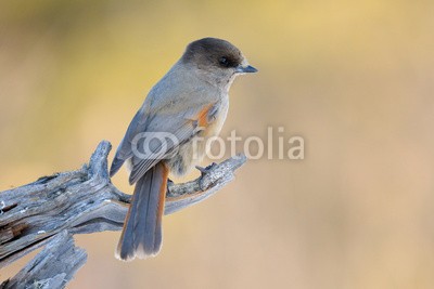 andreanita, Jay sitting on a branch. (eichelhäher, borealer nadelwald, aves, vögel, vögel, sperlingsvögel, gefieder, winter, schnee, frost, eis, raureif, nord, finnlan)