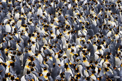 andreanita, King penguin colony. (könige, könige, pinguin, pinguin, vögel, vögel, tier, tier, wildlife, fauna, natur, aviär, vogelkunde, federn, federn, wild, wildnis, verfärbt, farb, verfärbt, farb, bunt, bunt, polar, blau, eis, schnee, kühl, einfrieren, kolonie, gruppe, viel)