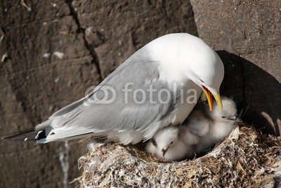 andreanita, Kittiwake with two chicks on a nest at the cliff. (vögel, gull, sea bird, tier, wildlife, fauna, natur, aviär, vogelkunde, federn, wild, wildnis, ozean, oceanic, meer, wasser, wasser, wasser, verfärbt, verfärbt, bunt, bunt, europa, skandinavien, fels, essen und trinken, ernährung, erwachsen, küke)