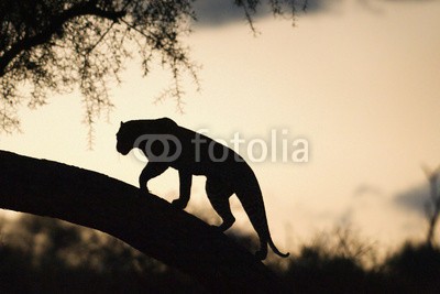 andreanita, Leopard walking on a tree at sunset. (leopard, säugetier, räuber, fleischfresser, katzen, katzen, katze, verletzlich, baum, wald, gehend, seitenansicht, stehendes, schauend, sonnenuntergänge, sunrise, abenddämmerung, morgengrauen, abend, morgens, silhouette, afrika, afrikanisch, savann)