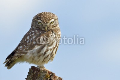 andreanita, Little owl on a old tree. (eulen, raubvögel, räuber, vögel, vorderansicht, wildlife, fauna, natur, aviär, vogelkunde, federn, wild, wildnis, verfärbt, bunt, baum, himmel, auge, stehendes, hübsch, klein, little, süss, einträchtig, natürlic)