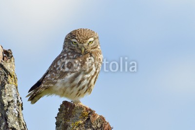 andreanita, Little owl on a old tree. (eulen, raubvögel, räuber, vögel, vorderansicht, wildlife, fauna, natur, aviär, vogelkunde, federn, wild, wildnis, verfärbt, bunt, baum, himmel, auge, stehendes, hübsch, klein, little, süss, einträchtig, natürlic)