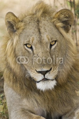 andreanita, Male Lion portrait (löwe, katze, katzen, säugetier, horizontale, national, natur, räuber, wild, wildlife, fleischfresser, umwelt, umwelt-, natürlich, kräfte, wildnis, pelz, savage, katzen, haare, haarig, schließen, close-up, close-up, portrait, entspannend, entspanne)