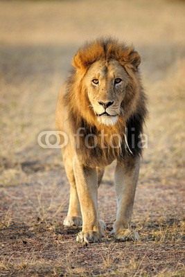 andreanita, Male Lion standing up front. (löwe, löwe, katze, katze, säugetier, säugetier, portrait, national, natur, räuber, räuber, wild, wildlife, erziehung, fleischfresser, fleischfresser, umwelt, umwelt-, natürlich, kräfte, wildnis, pelz, savage, katzen, haare, haarig, männlich, mähn)