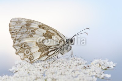 andreanita, Marbled white butterfly close up. (alpine, schmetterling, schmetterling, schmetterlinge, insekt, insekt, wildlife, fauna, natur, wild, wildnis, verfärbt, verfärbt, bunt, bunt, eins, close-up, close-up, schließen, makro, vorderansicht, blume, draußen, staat, landschaft, umwelt, umwelt)