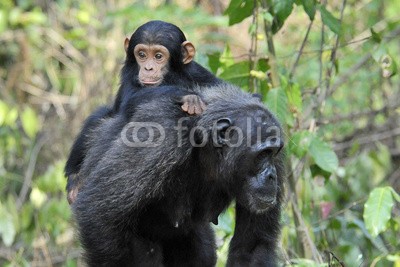 andreanita, Mother Chimpansee walking by with carrying young. (schimpanse, schimpanse, affen, monkey, primate, säugetier, wildlife, tier, wild, wildnis, natur, ökologie, ökotourismus, afrika, tansania, kongo, natürlich, regenwald, wald, schwarz, pelz, pelzig, rührend, schließen, close-up, gehend, mutter, famili)