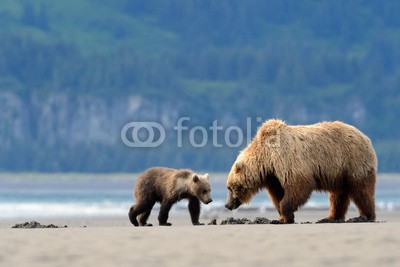 andreanita, Mother Grizzly Bear with cub feeding on clamps (grizzly, grizzly bär, braunbär, bär, bär, zusammen, junge, junge, jung, jugendlich, familie, mutter, spielen, hübsch, süss, spaß, spassig, ernährung, fourage, klemmen, strand, meer, ozean, pazifik, braunbär, fleischfresser, fauna, fisch, fischfan)