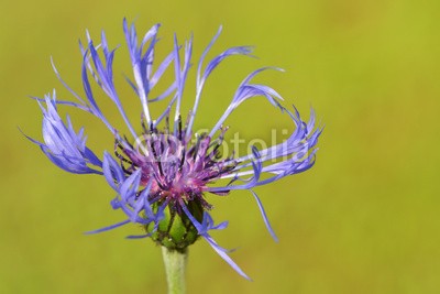 andreanita, Mountain bluet ( Centaurea montana) close-up. (blume, frühling, spring-time, landschaft, natur, natürlich, flora, orange, rot, gelb, grün, weiß, hell, verfärbt, bunt, lebendig, saturiert, kühn, leuchten, shining, licht, sonne, sunlight, durchsichtig, lichtdurchlässig, hell, pflanze, blühe)