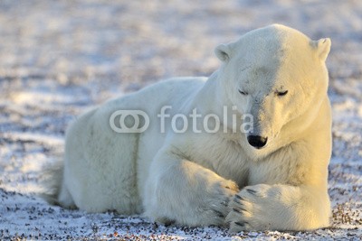 andreanita, Polar bear lying at tundra. (eisbär, arktis, räuber, churchill, säugetier, meeressäuger, fleischfresser, eis, eisig, kalt, schnee, lying, tundra, gras, schauend, natur, wildlife, weiß, abenteuer, bär, blau, ausbildung, umwelt, entdeckungsreise, gefriertruhe, gefroren, globa)