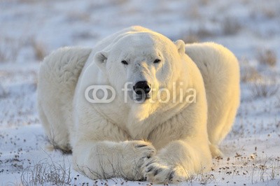 andreanita, Polar bear lying at tundra. (eisbär, arktis, räuber, churchill, säugetier, meeressäuger, fleischfresser, eis, eisig, kalt, schnee, lying, tundra, gras, schauend, natur, wildlife, weiß, abenteuer, bär, blau, ausbildung, umwelt, entdeckungsreise, gefriertruhe, gefroren, globa)